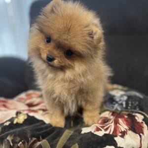 Pomeranski spic