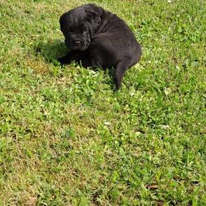 Cane Corso Kane Korso štenci