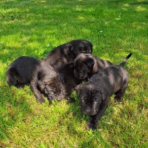 Cane Corso Kane Korso štenci