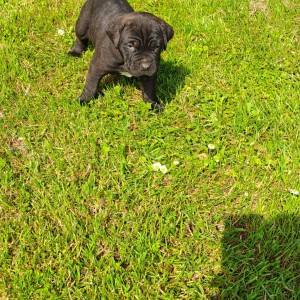 Cane Corso Kane Korso štenci