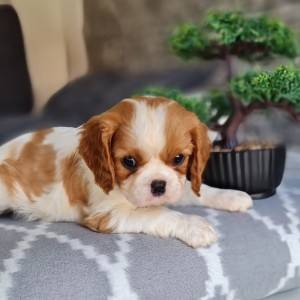 CAVALIER KING CHARLES SPANIEL-štenci, moguća dostava