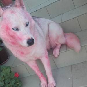 Sibirski haski udomljavanje (Aska)