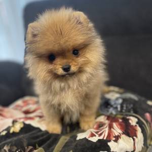 Pomeranski spic