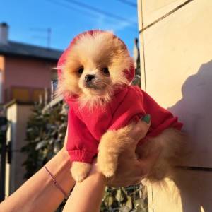 Pomeranski spic