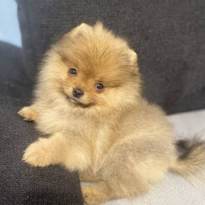 Pomeranski spic