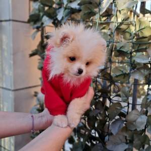 Pomeranski spic