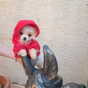 Pomeranski spic