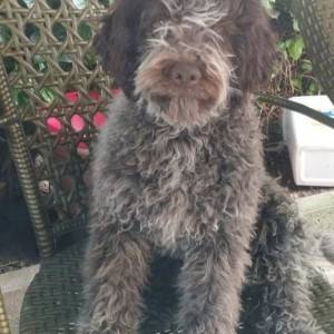 Lagotto Romagnolo štenci