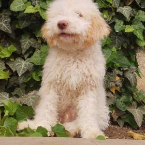 Lagotto Romagnolo štenci