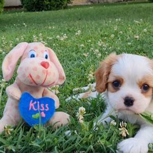 CAVALIER KING CHARLES SPANIEL-štenci, moguća dostava