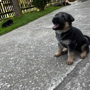Prodajem štence njemačkog ovčara
