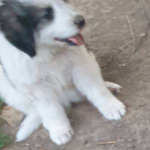 Štenci tornjaka