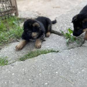 Prodajem štence njemačkog ovčara