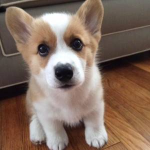 Corgi (Pembroke) štenci PREOSTALI DVA &amp; SPREMNI SAD!!!