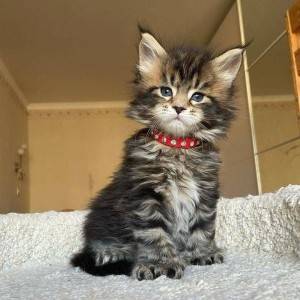 Prekrasna Maine coon maca