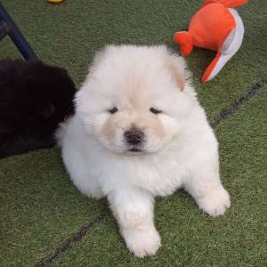 Prekrasni štenci chow chow-a