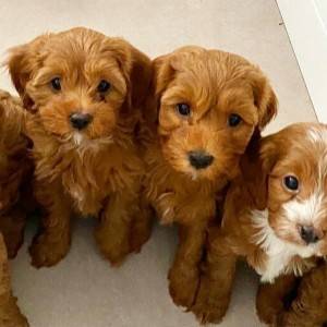 beautiful cavapoos are looking for there forever homes,
