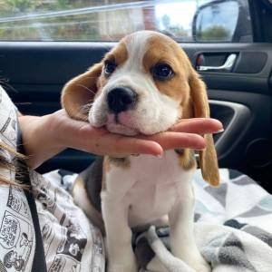 Imamo prekrasne beagle štence, dječake i djevojčice