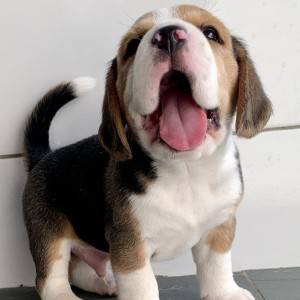 Imamo prekrasne beagle štence, dječake i djevojčice