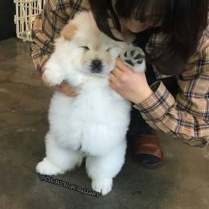 Prekrasni štenci chow chow-a