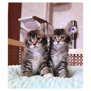 Prekrasna Maine coon maca