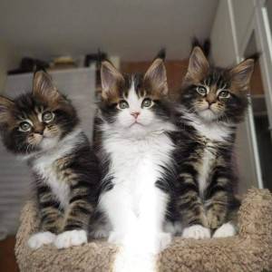 Prekrasna Maine coon maca