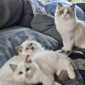 Gccf registrirani - Ragdoll mačići s punim rodovnikom