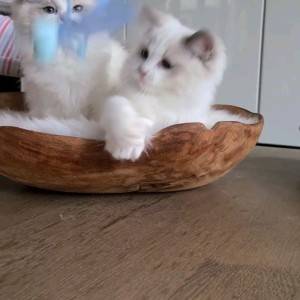 Gccf registrirani - Ragdoll mačići s punim rodovnikom