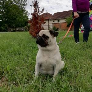 Mops Pug