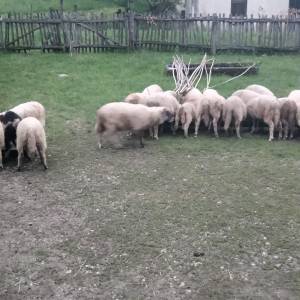 Prodaja