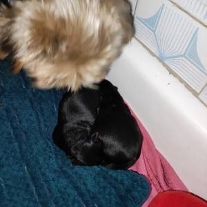 Yorkshire terrier, Jorkširski terijer, Jorki, Yorki
