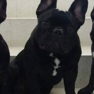 Francuski buldog za parenje