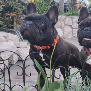 Francuski buldog za parenje
