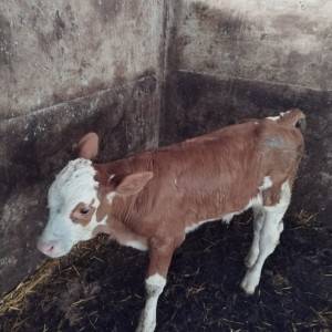 Krave i telad