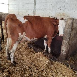 Krave i telad