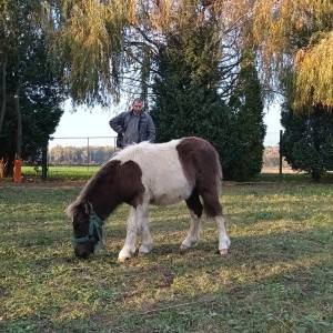 Pony konj