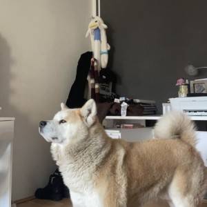 Štenci Japanske Akite