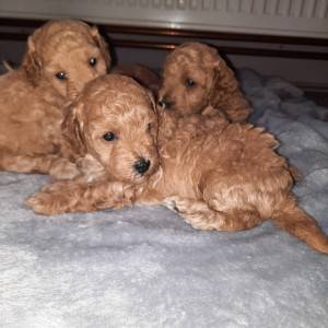 Toy pudle i patuljaste