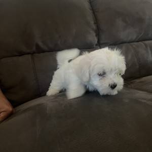 Mini maltezer štenci