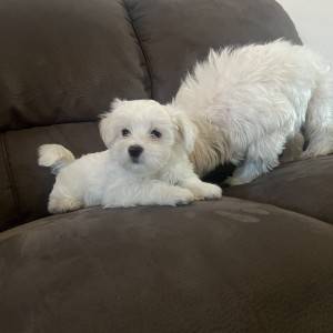 Mini maltezer štenci