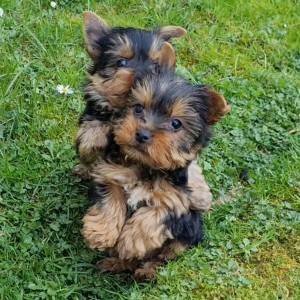 Yorkshire terrier, Jorkširski terijer, Jorki, Yorki