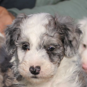 Ghost Merle Border Collie