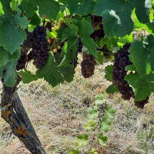 PINOT SIVI - cijena po dogovoru