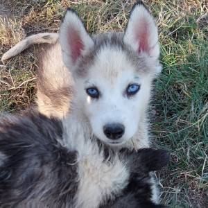 Samojed i Sibirski haski stenci
