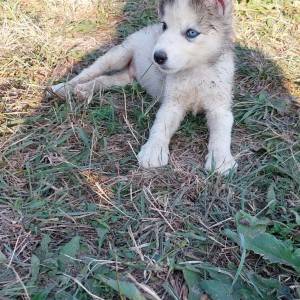 Samojed i Sibirski haski stenci