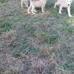 Samojed i Sibirski haski stenci