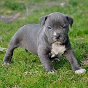 pitbull štenad na prodaju.