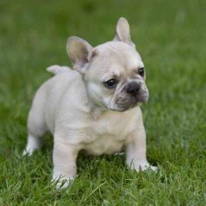 Francuski buldog štene