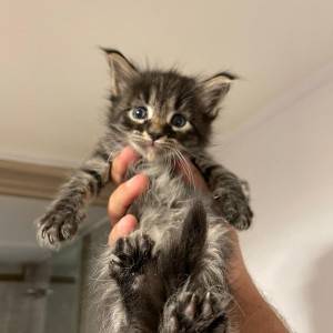 Maine coon mačići