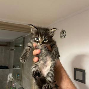 Maine coon mačići